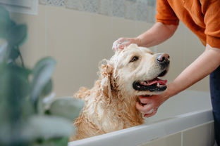 了解狗狗耳朵發炎